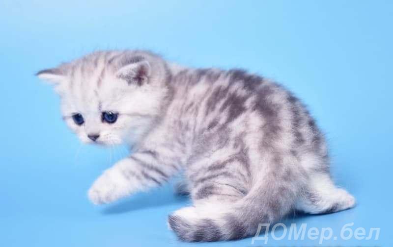 Элитные британские котята, мрамор на серебре. Британцы